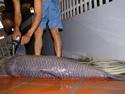 Câu được cá trắm “cụ” nặng 37,2 kg - 3 Câu được cá trắm “cụ” nặng 37,2 kg - 3