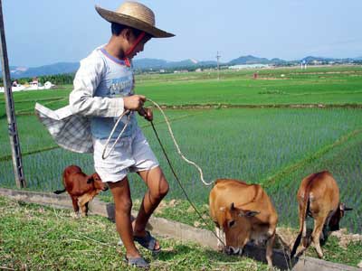 “Con gà nhà bà em mới đẻ được một con gà con nặng 2kg”… - 1 “Con gà nhà bà em mới đẻ được một con gà con nặng 2kg”… - 1