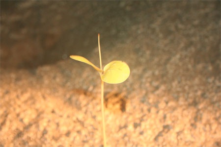 Chùm ảnh: Những kiệt phẩm vô giá giữa rừng già - 21