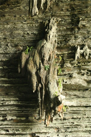 Chùm ảnh: Những kiệt phẩm vô giá giữa rừng già - 4