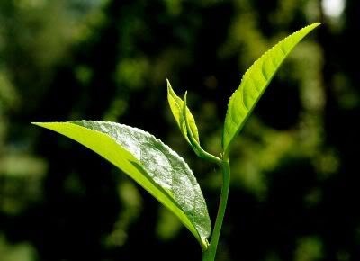 8 mẩu suy nghĩ về giới trẻ và “Élite” (*) trẻ - 2 8 mẩu suy nghĩ về giới trẻ và “Élite” (*) trẻ - 2