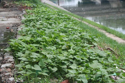 Chùm ảnh: Nhếch nhác đường bờ sông Tô Lịch - 14 Chùm ảnh: Nhếch nhác đường bờ sông Tô Lịch - 14