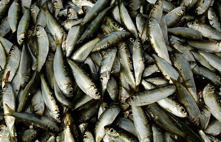 Tập quán câu cá trên cà kheo độc đáo ở Sri Lanka - 15