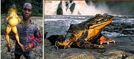 Những loài ếch kỳ lạ nhất thế giới - 5 Những loài ếch kỳ lạ nhất thế giới - 5