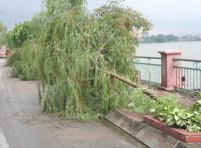 Nhiều cây xanh ven Hồ Tây bị mưa bão “quật” gãy - 1