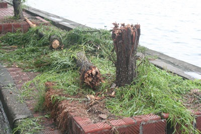 Nhiều cây xanh ven Hồ Tây bị mưa bão “quật” gãy - 4