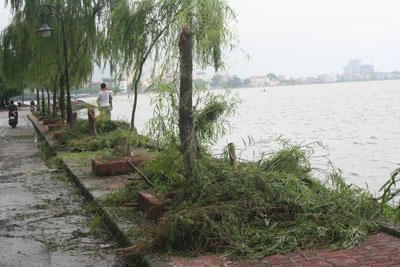 Nhiều cây xanh ven Hồ Tây bị mưa bão “quật” gãy - 2