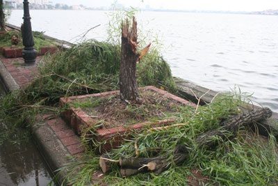 Nhiều cây xanh ven Hồ Tây bị mưa bão “quật” gãy - 5