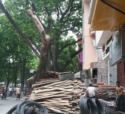 Hàng loạt cây cổ thụ bị “bức tử” giữa Hà Nội - 1 Hàng loạt cây cổ thụ bị “bức tử” giữa Hà Nội - 1