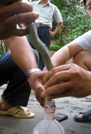 Trăm mối nguy từ “mốt ăn tươi nuốt sống” - 2 Trăm mối nguy từ “mốt ăn tươi nuốt sống” - 2