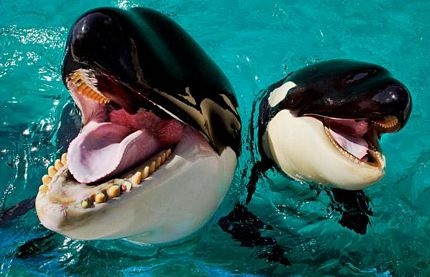 Những hình ảnh ấn tượng trong tuần  - 3