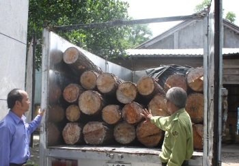 Lâm tặc tấn công kiểm lâm để cướp tang vật - 1