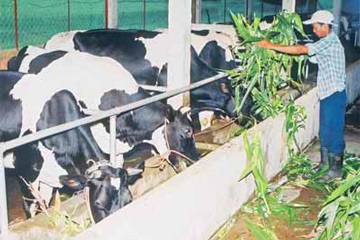 Sữa nội chưa “sòng phẳng” với người tiêu dùng - 1 Sữa nội chưa “sòng phẳng” với người tiêu dùng - 1