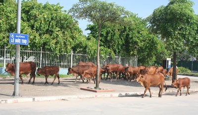 Bò “diễu hành” quanh sân vận động quốc gia Mỹ Đình - 3 Bò “diễu hành” quanh sân vận động quốc gia Mỹ Đình - 3