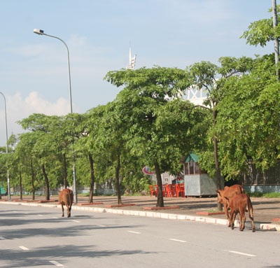 Bò “diễu hành” quanh sân vận động quốc gia Mỹ Đình - 4 Bò “diễu hành” quanh sân vận động quốc gia Mỹ Đình - 4
