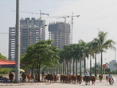 Bò “diễu hành” quanh sân vận động quốc gia Mỹ Đình - 5 Bò “diễu hành” quanh sân vận động quốc gia Mỹ Đình - 5