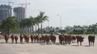 Bò “diễu hành” quanh sân vận động quốc gia Mỹ Đình - 6 Bò “diễu hành” quanh sân vận động quốc gia Mỹ Đình - 6