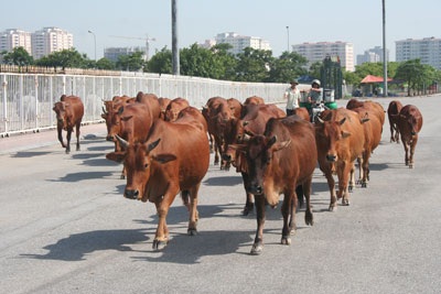 Bò “diễu hành” quanh sân vận động quốc gia Mỹ Đình - 8 Bò “diễu hành” quanh sân vận động quốc gia Mỹ Đình - 8