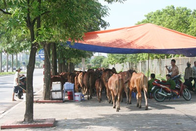 Bò “diễu hành” quanh sân vận động quốc gia Mỹ Đình - 9 Bò “diễu hành” quanh sân vận động quốc gia Mỹ Đình - 9