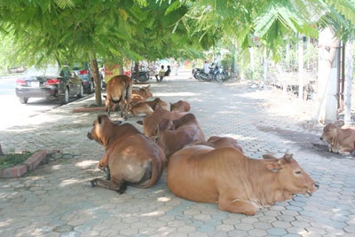 Bò “diễu hành” quanh sân vận động quốc gia Mỹ Đình - 1 Bò “diễu hành” quanh sân vận động quốc gia Mỹ Đình - 1