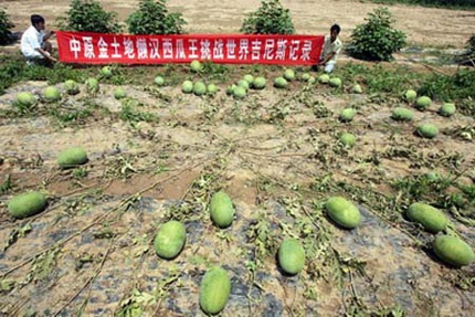 Dưa hấu “siêu” mắn - 1