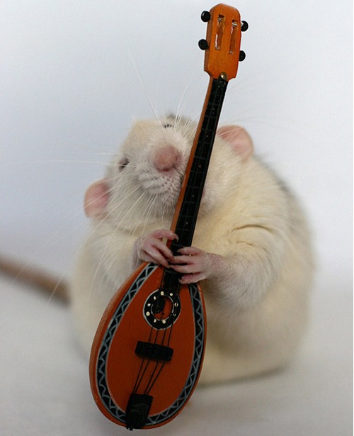 Chùm ảnh: Chuột làm nhạc công  - 4