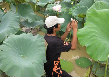Một lần đi ngắm sen - 3 Một lần đi ngắm sen - 3