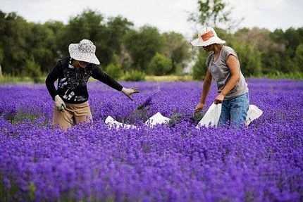 Chùm ảnh: Những cánh đồng hoa oải hương nổi tiếng thế giới - 3 Chùm ảnh: Những cánh đồng hoa oải hương nổi tiếng thế giới - 3