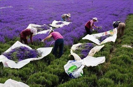 Chùm ảnh: Những cánh đồng hoa oải hương nổi tiếng thế giới - 2 Chùm ảnh: Những cánh đồng hoa oải hương nổi tiếng thế giới - 2