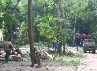 Tự ý chặt hạ hàng chục cây xanh tại đền Voi Phục - 2