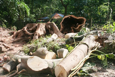 Tự ý chặt hạ hàng chục cây xanh tại đền Voi Phục - 3