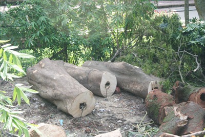 Tự ý chặt hạ hàng chục cây xanh tại đền Voi Phục - 4