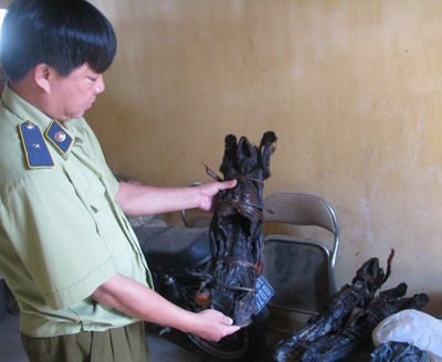 CQĐT sẽ vào cuộc vụ buôn bán voọc quý hiếm - 1 CQĐT sẽ vào cuộc vụ buôn bán voọc quý hiếm - 1