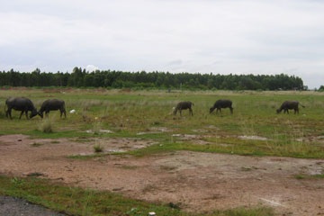 Xây khu kinh tế cửa khẩu để… chăn trâu bò - 2