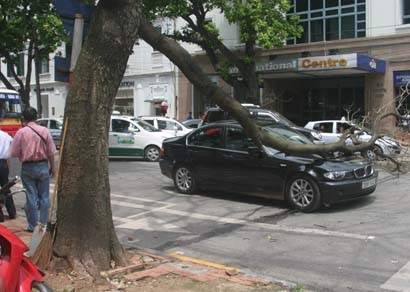 Cành cây rơi làm bẹp xe BMW - 1