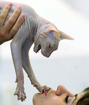 Những động vật kỳ lạ nhất hành tinh (2) - 14