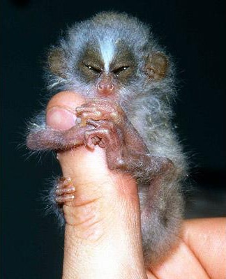 Những động vật kỳ lạ nhất hành tinh (1) - 12