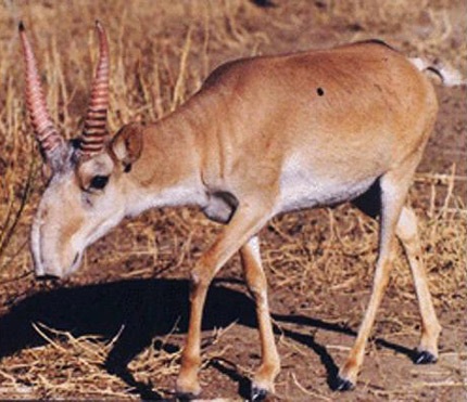 Những động vật kỳ lạ nhất hành tinh (1) - 9