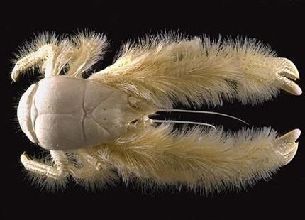 Những động vật kỳ lạ nhất hành tinh (1) - 5