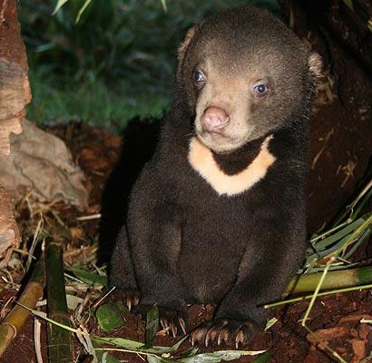 Những động vật kỳ lạ nhất hành tinh (2) - 12