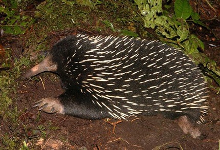 Những động vật kỳ lạ nhất hành tinh (2) - 7