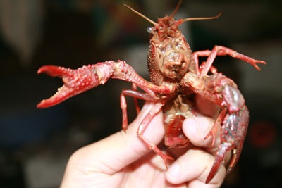 Xôn xao chuyện tôm lai… cua - 3