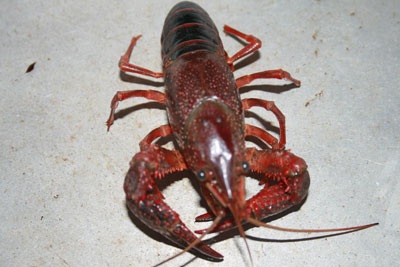 Xôn xao chuyện tôm lai… cua - 6