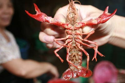 Xôn xao chuyện tôm lai… cua - 4