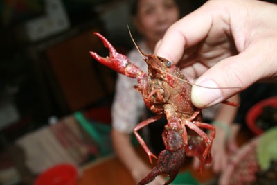 Xôn xao chuyện tôm lai… cua - 1