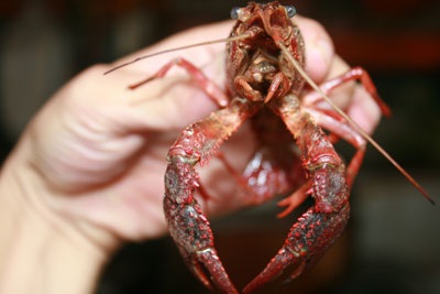 Xôn xao chuyện tôm lai… cua - 5