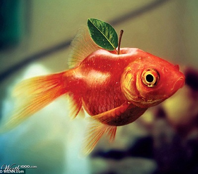 Khi động, thực vật… lai nhau - 17 Khi động, thực vật… lai nhau - 17