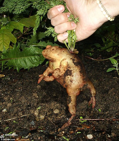 Khi động, thực vật… lai nhau - 16 Khi động, thực vật… lai nhau - 16