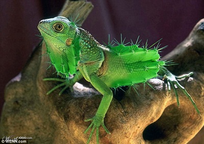 Khi động, thực vật… lai nhau - 14 Khi động, thực vật… lai nhau - 14