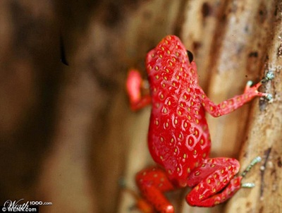 Khi động, thực vật… lai nhau - 13 Khi động, thực vật… lai nhau - 13